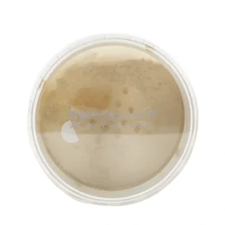 DermaQuest DermaMinerals Buildable Coverage Loose Mineral Powder SPF 20 - # 4N 11.4g/0.4oz - Fresh Bloom Skin - Premium Skincare Solutions for Nourished, Hydrated, and Radiant Skin Every Day